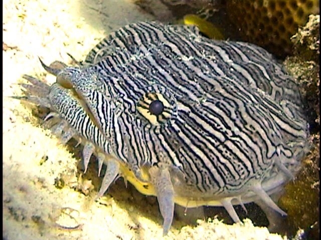  Marine species 